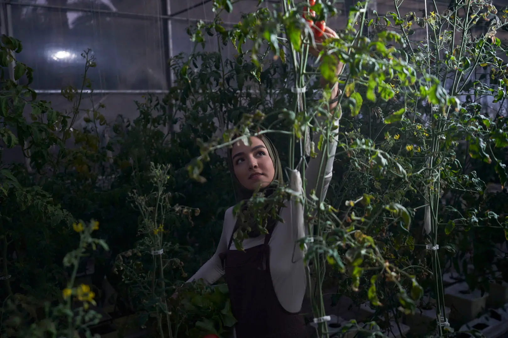 Harvesting tomatoes in a Sustainable City greenhouse