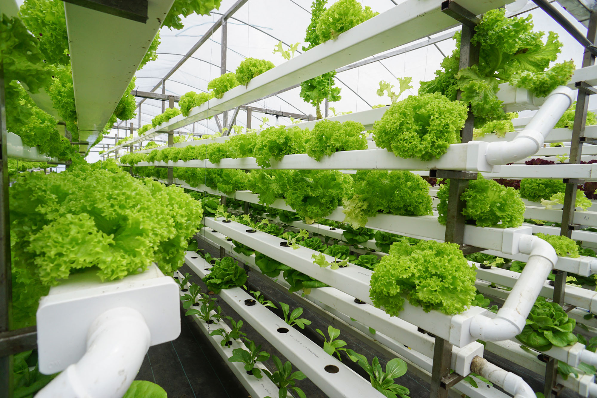 Featured image for “Vertical Farming – Aquaponics”