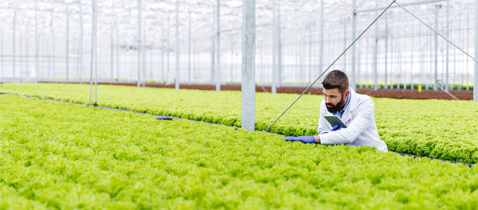 Featured image for “Vertical Farming – Hydroponics”