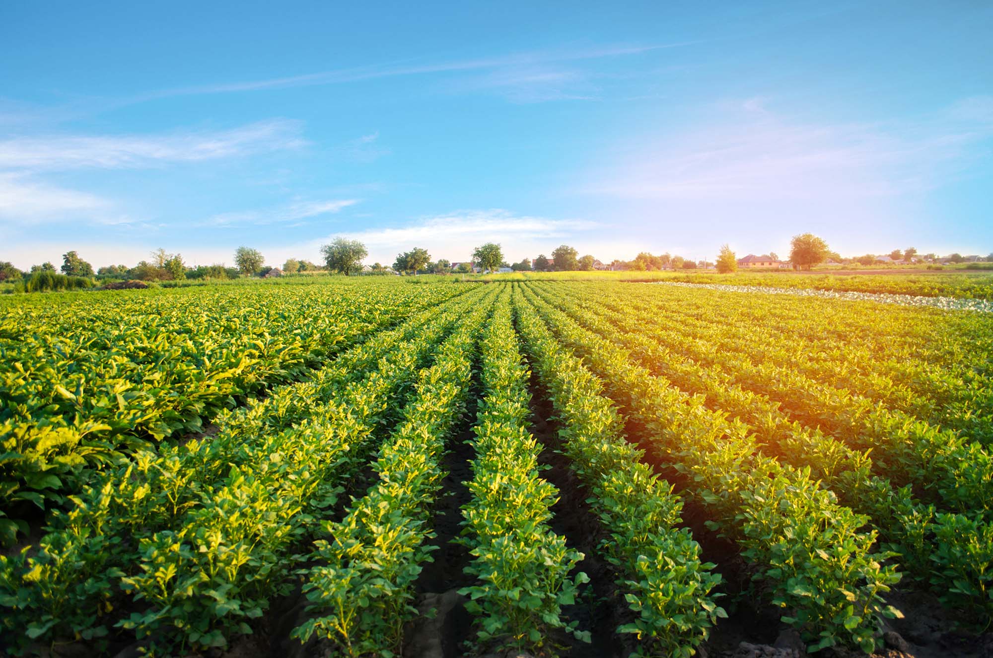 Featured image for “Integrated Urban Foodscapes – Designing Productive Landscapes”